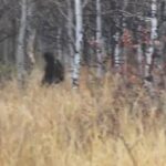 Охотник заснял на видео йети, гуляющего по осеннему лесу