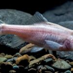 Причудливая рогатая слепая рыба обнаружена в пещере Китая