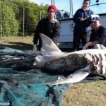 Всего за сутки косатки убили 17 белых акул ради их вкусной печени