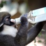 Найдено животное, способное пить и не пьянеть