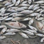 Миллионы рыб погибли в глубинке Австралии