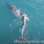 Огромный кит с изувеченной спиной замечен у берегов Испании