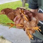 Курица с четырьмя ногами живет на ферме в Австралии