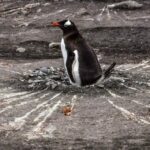 Физики разрешили одну из загадок, связанных с пингвинами