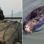 Живут ли крысы на подводных лодках