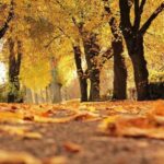 Почему желтеют листья на деревьях