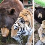 Как сложилась судьба льва, медведя и тигра, которые считали друг друга семьей и были неразлучны