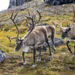 Норвегия отказалась платить 425 млн рублей за съеденный оленями мох на территории России