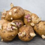 Действительно ли проросший картофель опасен для человека