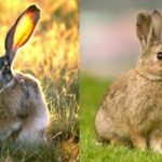 Чем заяц отличается от кролика