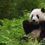 Почему панды чёрно-белые