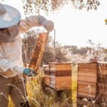 Зачем пчелам нужны в улье дармоеды и бездельники трутни