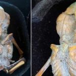 Крошечная мумия с аномальным числом ребер и вытянутым черепом найдена в Колумбии