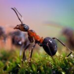 Что будет делать муравей, если окажется далеко от муравейника